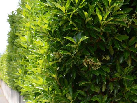 Viburnum Hedge, Sweet Viburnum, Canary Island Date Palm, Fast Growing Shrubs, Emerald Green Arborvitae, Privacy Hedge, Mock Orange, Evergreen Shrubs, Seasonal Flowers