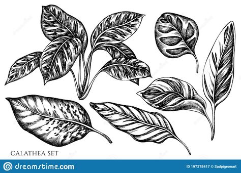 Calathea Plant Tattoo, Calathea Drawing, Calathea Tattoo, Botanical Sleeve, Flash Drawing, Calathea Plant, Plant Tattoo, Plant Drawing, Skin Art