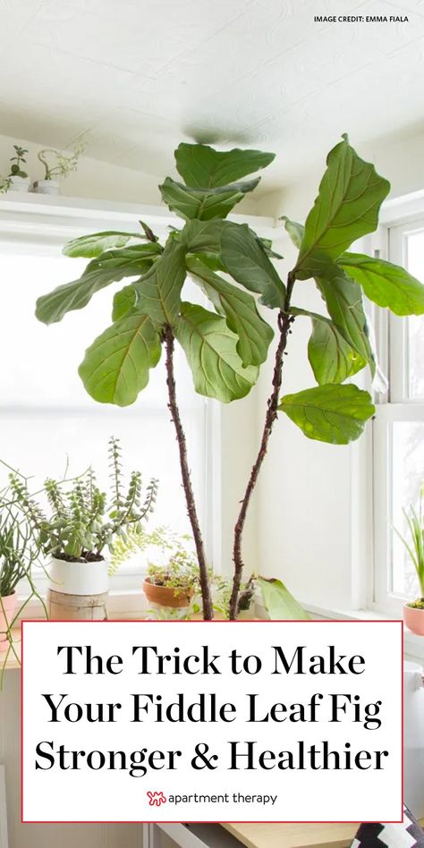 And if you’ve managed to grow a happy fiddle leaf fig, you’ve probably spent so much time replicating the perfect environment for your tree to grow in that you have probably missed one of the most important pieces: movement. Fiddle Leaf Fig Indoor Styling, Big Fiddle Leaf Fig Tree, How To Care For Fig Leaf Plant, Fig Plant Indoor Care, Indoor Fig Plant, Pruning Fiddle Leaf Fig Tree, Pruning Fiddle Leaf Fig, How To Repot A Fiddle Leaf Fig Tree, Fiddle Fig Tree Care