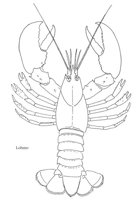 lobster, nautical, ocean Crawdad Drawing, Lobster Line Art, Lobster Painting Acrylic, Lobster Drawing Simple, Lobster Drawing, Lobster Art, Lobster Boat, Fish Drawings, Crustaceans