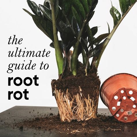 Ultimate Guide to Root Rot: The signs to watch out for and how to fix root rot fast Rotten Egg, Halfway There, Root Rot, Lucky You, Yellow Leaves, Plant Needs, Horror Story, Plant Food, The Signs