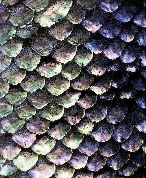 Fish scale study Mermaid Aesthetic, Mermaid Life, Organic Forms, Mermaid Scales, Fish Scales, Motion Graphic, Halloween Make, 판타지 아트, Patterns In Nature