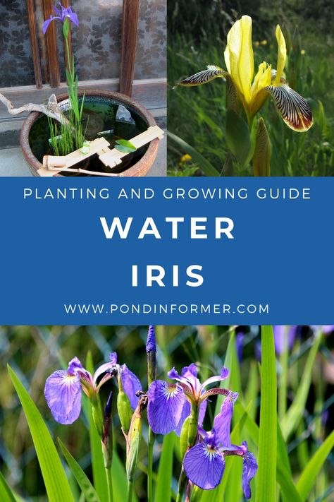 Water Iris Pond, Water Iris, Pond Frog, Fish Ponds Backyard, Container Pond, Diy Ponds Backyard, Growing Irises, Small Water Gardens, Water Garden Plants