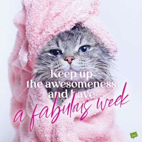 Funny have a blessed week image with cat to start the week the right way. Have A Blessed Week, Keep Up The Good Work, Motivational Good Morning Quotes, Blessed Week, Weekend Quotes, Funny Good Morning Quotes, Happy Week, Cute Good Morning Quotes, Monday Quotes