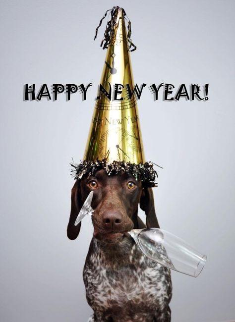 Marsha Harris Scott: HAPPY NEW YEAR 2017 - All Of Us Are Awaiting What You Hold For Us. Happy New Year Dog, Gsp Dogs, Gsp Puppies, German Shorthaired Pointer Dog, Pointer Puppies, Funny Dog Photos, German Shorthair, Shorthaired Pointer, Pointer Dog