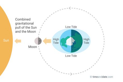 Illustration showing how the gravitational force of the Sun and Moon act together and create spring tides at New Moon and Full Moon. Tides Illustration, Moon And Tides Science Project, Moon And Tides, Sun Earth Moon Science Project, New Moon And Full Moon, Earth From Moon, Gravitational Force, Sun Earth Moon Orbit Model, Planets Distance From Sun