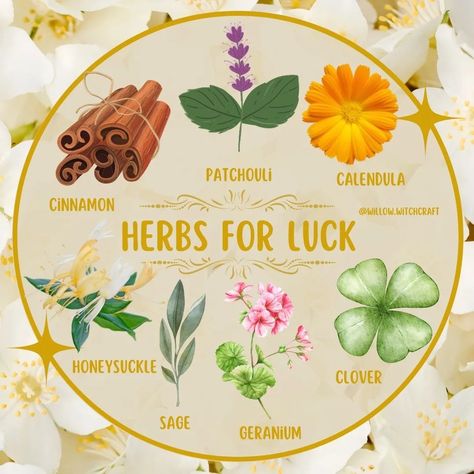 Willow Witchcraft (@willow.witchcraft) • Instagram photos and videos Herbs For Luck, Luck Witchcraft, Herbal Properties, Witchy Ideas, Money Oil, Cottagecore Recipes, Candle Magic Spells, Green Witchcraft, Skin Advice