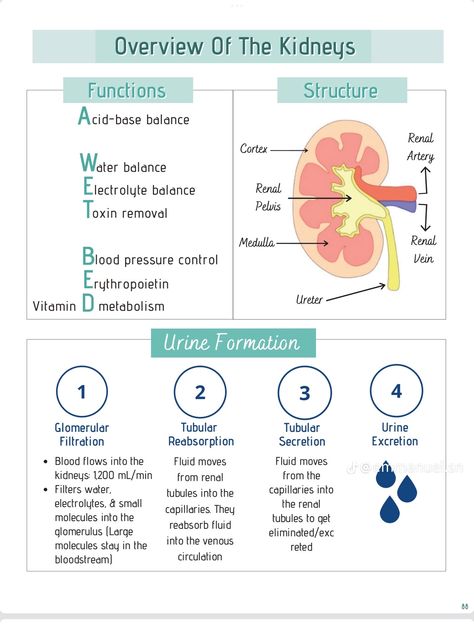 Genitourinary System Nursing, Renal System Anatomy, Urinary System Notes, Kidney System, Renal Nursing, Renal Physiology, Pathophysiology Nursing, Nursing School Studying Cheat Sheets, Medical Assistant Student