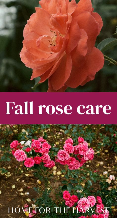 Roses Care Tips, Rose Diseases Leaves, Rose Care For Beginners, Pruning Roses In Fall, Pruning Rose Bushes In The Fall, When To Trim Rose Bushes, How To Care For Roses, Trim Rose Bushes, Transplanting Roses