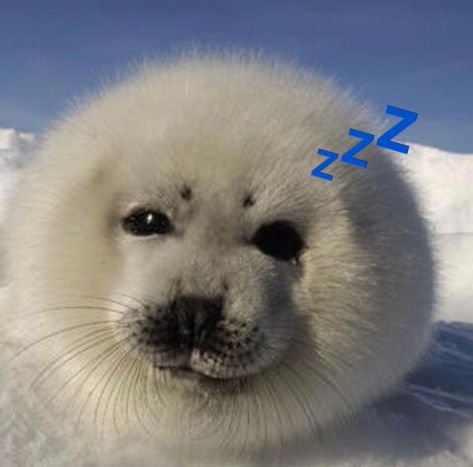 Silly Seal, Cute Seals, Baby Seal, Silly Animals, Marine Animals, Sea Animals, Harp, Sounds Like, Sea Creatures