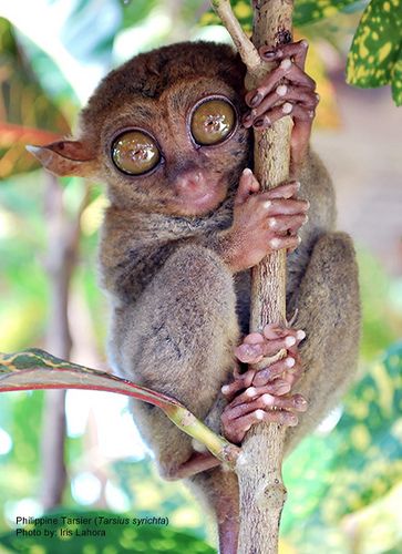 Philippines. Tarsier... I love you! Philippine Tarsier, Rainforest Creatures, Ugly Animals, Rainforest Animals, Scary Animals, Tropical Animals, Animal Print Wallpaper, Rare Animals, Animal Sketches