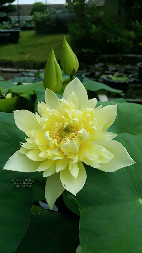 Nymphaea Lotus, Yellow Lotus, Lotus Flower Pictures, Lotus Plant, Lily Lotus, Unusual Flowers, Beautiful Flowers Garden, Most Beautiful Flowers, Beautiful Rose Flowers