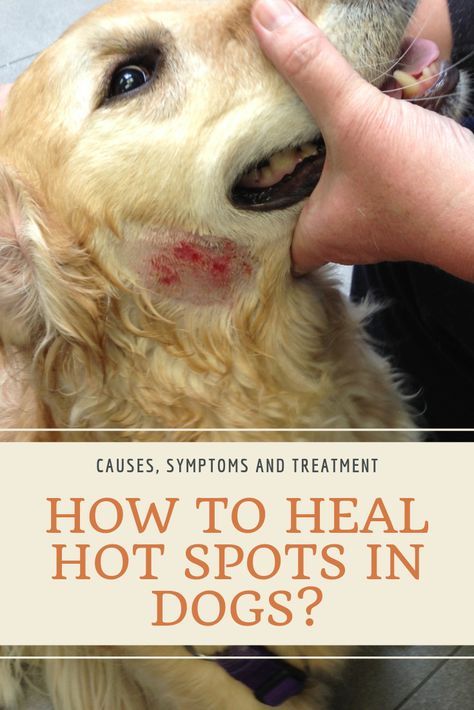 Hot Spots On Dogs, Dog Rash, Dog Hot Spots, Dog Skin Problem, Itchy Dog, Dog Wound, Dog Remedies, Dog Itching, Dog Health Tips