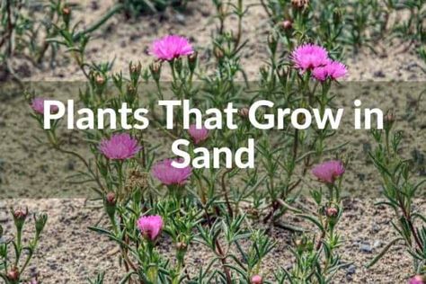 Learn how to grow plants in sandy soil with ease! Discover 15 plants that grow in sand and get expert tips for effective gardening! Sandy Yard Ideas, Perennials For Sandy Soil, Sandy Garden Ideas, Plants That Grow In Sand, Sandy Soil Landscaping, Sandy Soil Plants, Plants For Sandy Soil, Landscaping Sand, Mexico Garden