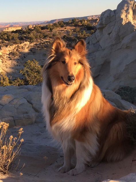 Collie Dog Aesthetic, Sheltie Aesthetic, Rough Collie Dog, Rough Collie Aesthetic, Collie Aesthetic, Lassie Dog, Rough Collies, Sheltie Dogs, Shetland Sheep