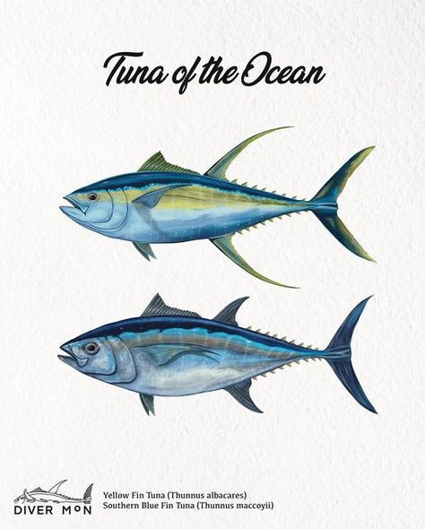 Tuna Fish Drawing, Tuna Drawing, Fin Drawing, Blue Fin Tuna, Sea Life Painting, Birthday Challenge, Reef Fish, Yellowfin Tuna, Yellow Fish