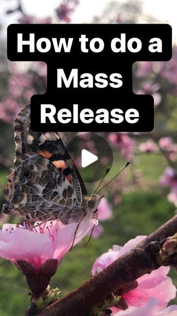 Live butterfly releases for weddings/events on Instagram: "Everything you need to know about how to do a mass release. #butterfly #massrelease #butterflyrelease" Releasing Butterflies At Wedding, Butterfly Release Wedding, Releasing Butterflies, Butterfly Release, Wedding Poems, Butterfly Wedding, Black Butterfly, Wedding Photo Inspiration, Business Ideas