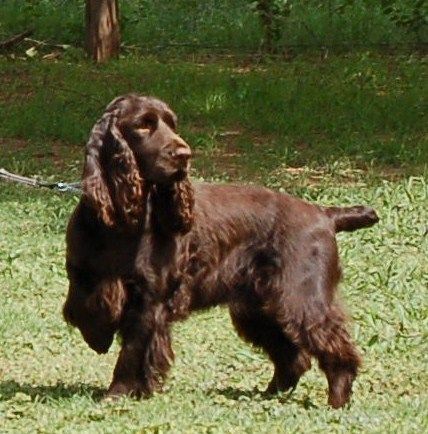 100+ Best Field Spaniel Dog Names – The Paws Boykin Spaniel Puppies, Dog Name Ideas, Field Spaniel, Best Dog Names, Female Dog Names, Boykin Spaniel, Every Dog Breed, Spaniel Breeds, Akc Breeds