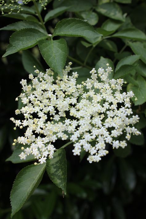 June 5th - Pretty elder flower (Sambucus nigra) Ground Elder Flower, Elder Plant, Poison Flowers, Elder Tree, Elderberry Flower, Elder Flower, Sambucus Nigra, Seaside Garden, Mineral Spirits