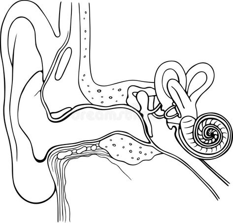 Anatomy Of Ear, Ear Anatomy Drawing, Ears Anatomy Drawing, Human Ear Diagram, Ear Illustration, Ears Illustration, Drawing Ears, Human Ear Anatomy, Ear Diagram