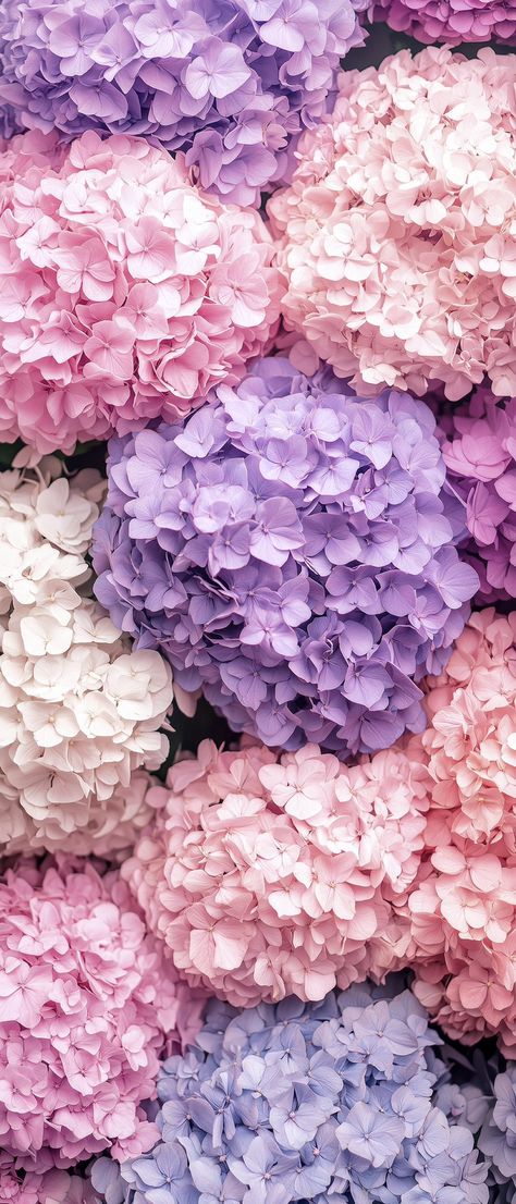 Pink Muse (@thepinkmuse) on X Texture References, Hydrangea Wallpaper, Flower Wallpapers, Flowers Wallpapers, Cool Backgrounds Wallpapers, Backgrounds Wallpapers, Flower Background Wallpaper, Art Wallpaper Iphone, To Cast