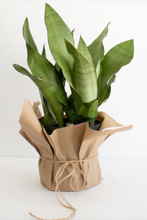 Sansevieria Moonshine Plants Packaging Ideas, Plant Packing Ideas, Gift Plants Ideas, Plants Packaging, Paper Plant Pots, Sansevieria Moonshine, Plant Packaging, Indoor Plant Gifts, Planter Bags