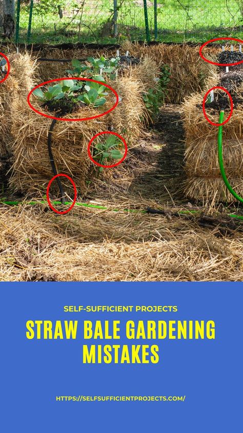 Flower Decorations Ideas, Strawbale Gardening, Vegtable Garden, Straw Mulch, Straw Bale Gardening, Straw Bale, Vegetable Garden Diy, Straw Bales, Backyard Vegetable Gardens