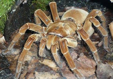 The Goliath bird-eater tarantula (Theraphosa blondi)  of South America is arguably the biggest spider in the world. Goliath Bird Eater, Strange Insects, Biggest Spider, Beautiful Spiders, Bird Eating, Arachnids Spiders, Huge Spiders, Spiders And Snakes, Tarantula Spider