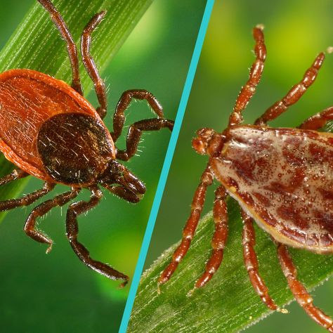 deer ticks vs wood ticks Deer Tick Bite, Wood Tick, Types Of Ticks, Female Deer, Deer Ticks, Ticks On Dogs, Tick Bite, Deer Pictures, American Dog