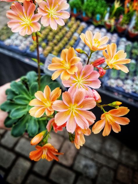 Oregon is a beautiful state with beautiful natives. This Lewisia cotyledon followed me home Lewisia Flower, Lewisia Cotyledon, Oregon Flowers, Plant Fungus, Native Flowers, Garden Drawing, Plant Diseases, Vegetable Garden Design, Natural Garden