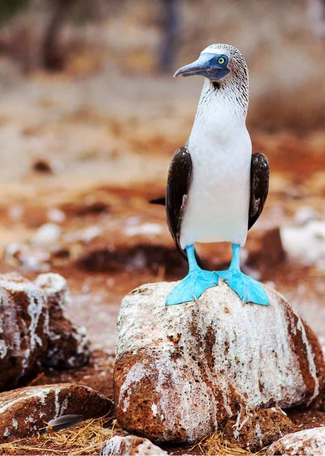 43 Blue-footed Booby Facts: Dancing, Dive Bombing Clowns (Sula nebouxii)  #galapagos #birdlovers #blue #bluefoot #ecuador Galapagos Islands Animals, Sula Nebouxii, Booby Bird, Pretty Boots, Bird Facts, Ecuador Travel, Galapagos Islands, Animal Facts, Animal Wallpaper