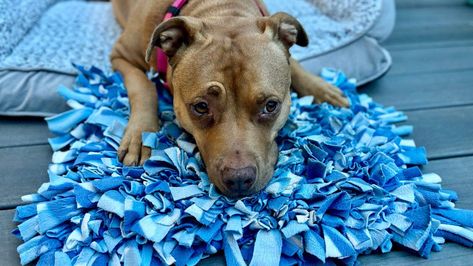 Learn how to create a DIY snuffle mat for your dog with step-by-step instructions. This cheap enrichment activity will keep your dog entertained and engaged. Mental Stimulation For Dogs Diy, Diy Snuffle Mat, Snuffle Mat, Fun Indoor Activities, Dog Enrichment, Enrichment Activities, Nose Work, Indoor Fun, Dog Activities