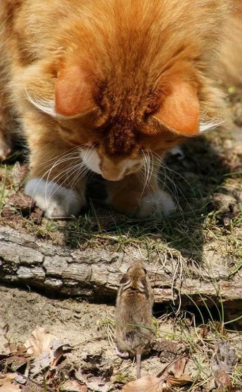 Chat Kawaii, Cat And Mouse, Animals Friendship, Orange Cats, Cat Mouse, Domestic Cat, Weird Animals, Beautiful Cats, Animals Friends