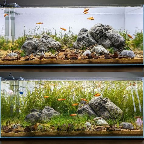 Oscar R. Aquascaping Hobbyist 🌱🐟 (@plantedelement) • Instagram photos and videos 5 Gal Aquascape, 90p Aquascape, Column Aquarium Aquascape, Ohko Stone Aquascape, 40 Gallon Breeder Aquascape, Planted Aquarium, Wild Ones, Soil, Green