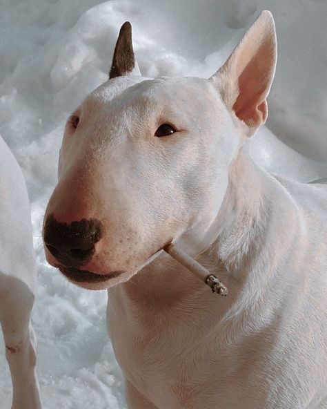 Noxus League Of Legends, Angry Dog, Hairless Cat, English Bull Terriers, Silly Dogs, Bull Terrier Dog, Bull Terriers, White Dog, English Bull