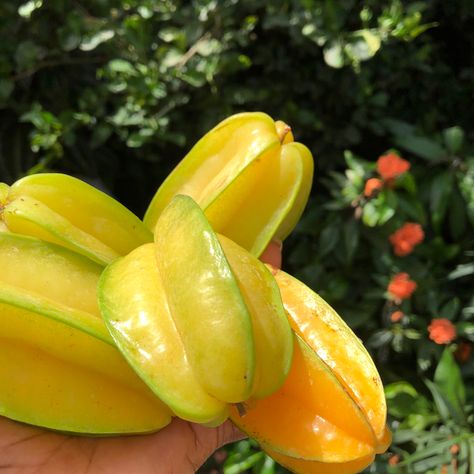 Star Fruit Aesthetic, Starfruit Aesthetic, Caribbean Fruits, Fruity Design, Star Fruit, Food Pic, Nature Vibes, Caribbean Food, Summer Soiree