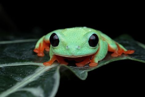 Morelet's Tree Frog, Black Eyed Tree Frog, Frog In Nature, Frog Project, Frog Photos, Rainforest Frog, Frog Painting, Cool Bugs, Tree Frog