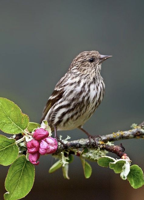 Pine Siskin (Carduelis pinus) North America, Canada Minnesota Birds, Chris Hansen, Apple Branch, Hawfinch, Pine Siskin, Tree Mushrooms, Siskin, Bird Wings, Painting Subjects