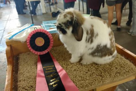 Show-quality Holland Lop Rabbits for sale Livestock Aesthetic, Rabbit Showing, Rabbit Feed, Hannah Core, Show Rabbits, Rabbit Stuff, Rabbits For Sale, Rabbit Feeding, Pig Showing