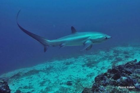 Malapascua Island in the Philippines is the best place in the world to see thresher sharks (which are sometimes known as thrasher sharks). From here, divers can reliably see pelagic thresher sharks (A. pelagicus) almost every day. Pelagic threshers, though actually the smallest member of the thresher family, still reach over three meters in length 2. Rather than being intimidating, though, they’re adorable. Seriously. Thresher sharks pose no danger whatsoever to people. Malapascua Island, Thresher Shark, Sea Animals, The Philippines, Sharks, Diver, Philippines, The Good Place, Every Day