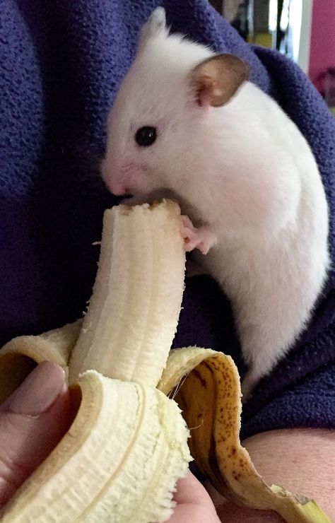 Hamster Eating Banana, Hamster Banana, Animal Eating, Eating Bananas, Olympic Swimmers, A Banana, Cute Stuffed Animals, Hamsters, Funny Meme