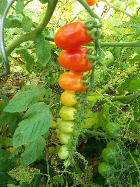 These Tomatoes Ripen In Order Satisfying Photos, Satisfying Pictures, Growing Tomatoes, Oddly Satisfying, Satisfying Video, Satisfying Food, Food Presentation, Perfect Food, Best Funny Pictures