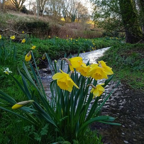 @wanderingaboutjournal on Instagram: “Pops of colour on the river bank #daffodils #rivernadder #lowercoombe #donheadstmary #wiltshire #wiltshirecountryside #wiltshirewalks…” Daffodils William Wordsworth, Country Scenery, Oil Pastel Art, River Bank, Beautiful Country, Pastel Art, Oil Pastel, Daffodils, The River