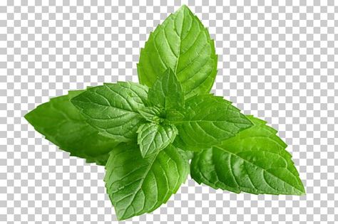 Basil Extract, Mentha Spicata, Pepper Mint, Mint Herb, Wild Mint, Mint Leaf, Splash Images, Hacker Wallpaper, Water Background