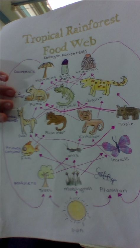 amazon rainforest food web project Biome Project Ideas Rainforest, Rainforest Ecosystem Project Ideas, Rain Forest Biome Project, Rain Forest Habitat Project For Kids, Food Web Project, Rainforest Food Chain, Food Webs Projects, Rainforest Food Web, Rainforest Diorama