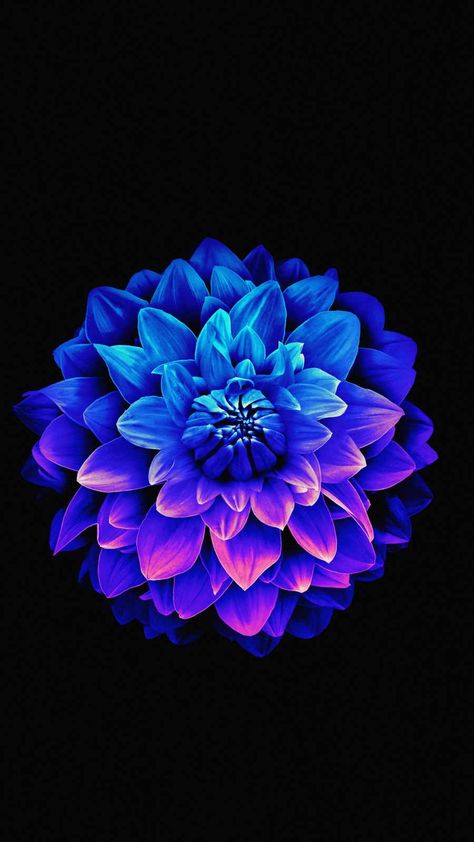 Super Amoled 4k Wallpaper, Super Amoled 4k Wallpaper Dark, Iphone 6 Flower Wallpaper, Amoled 4k Wallpaper, Iphone 6 Plus Wallpaper, Iphone 5s Wallpaper, 4k Wallpaper Iphone, Purple Flowers Wallpaper, Amoled Wallpapers