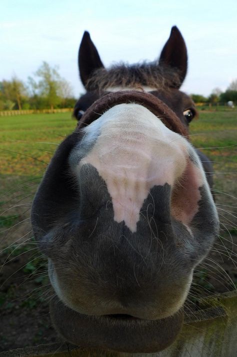 Horse Nose, Puppy Mom, Big Horses, Horse Wallpaper, Horse Aesthetic, Horse Ranch, Funny Horse, Cute Horses, Horse Life