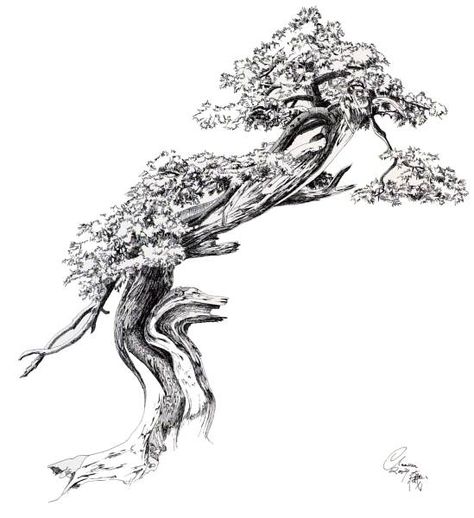 Bonsai Tattoo, Bonsai Tree Tattoos, Japanese Bonsai Tree, Prunus Mume, Tree Sketch, Family Tree Tattoo, Trening Sztuk Walki, Bonsai Styles, Tree Tattoo Designs