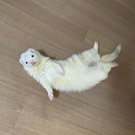 White Ferret, Baby Ferrets, Funny Ferrets, Cute Ferrets, Cute Goats, Cute Small Animals, Mini Dogs, Pets 3, Silly Animals