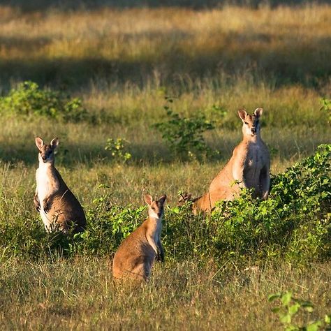 Wallabies in farmer's field near Kakadu national park, Northern territory, Australia. Hybrid Monster, Northern Territory Australia, Kakadu National Park, Monster Ideas, Northern Territory, Wild And Free, Farmer, Kangaroo, National Park